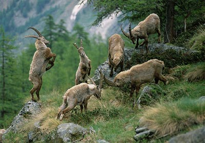 Ibex in the Gran Paradiso National Park