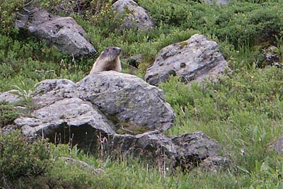 A Marmot in the Vallée de Bérard