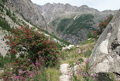 Wild flowers by path to Bosse de Claphouse