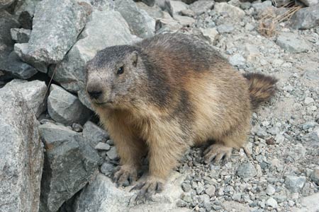 Marmotte by path to Refuge du Glacier Blanc