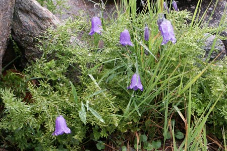 Wild flowers near Planpraz