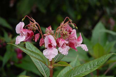 Wild flowers abound in Stilluptal
