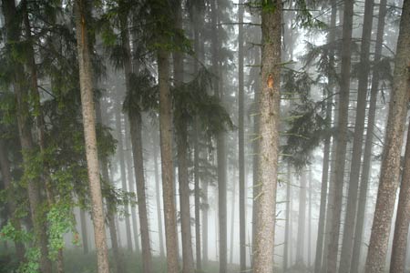 Forest shrouded in mist above Ginzling