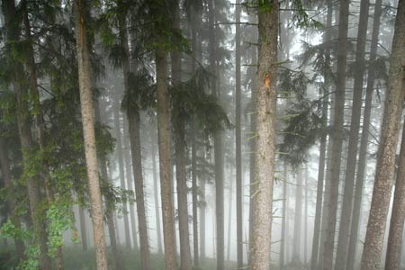 Forest shrouded in mist above Ginzling