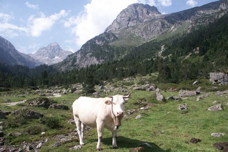 Cattle graze in the lush meadows of the Vallée de Lutour
