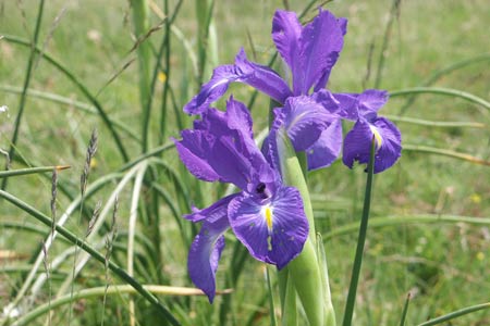 Wild Gladioli on the Plateau de Pailla