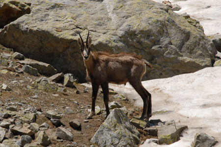 Chamois in the Gordolasque Valley