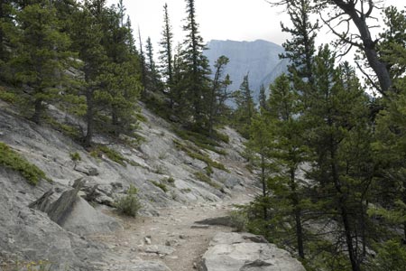 Rock and fir trees on Tunnel Mountain