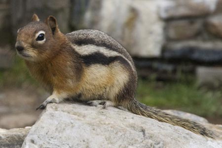 Chipmunk looking for a free lunch at Lake Agnes