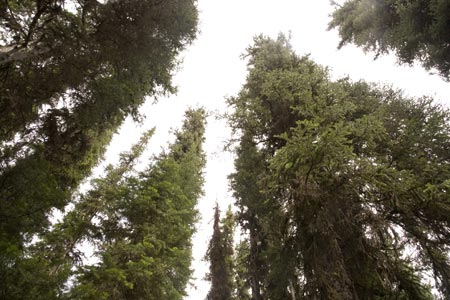 The forest of fir and pines soars skywards