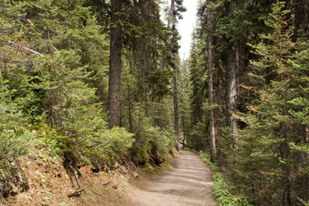 Forest path between Lake Louise and Lake Agnes