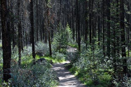 The path through the forest to Valley of the Five Lakes