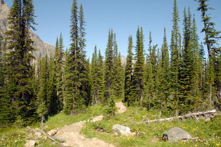 Pine Forest on Cavell Meadows path