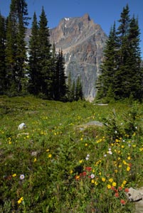 Sorrow Peak with a carpet of wild flowers