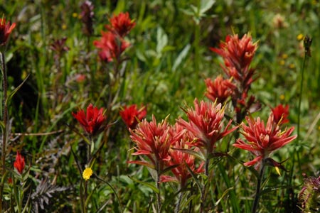 Wild flowers in the Cavell Meadows