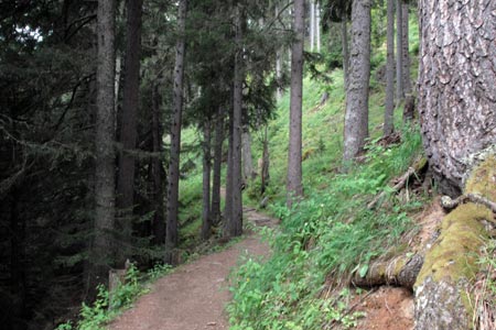 Forest between Pralognan and la Croix