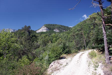 Forest track near St Martin de Clelles