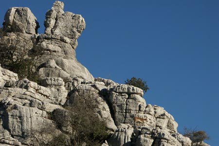 Ibex in the El Torcal de Antequera Nature Reserve