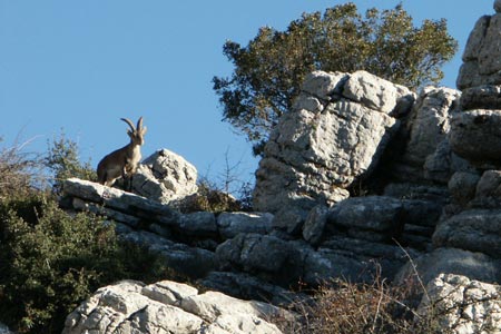 Male Ibex in El Torcal de Antequera Nature Reserve