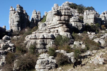 Cows in Torcal de Antequera Nature Reserve