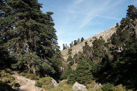 Woodland at the start of the ascent of Torrecilla