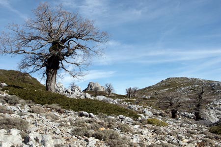 A gnarled oak beside the path to Torrecilla