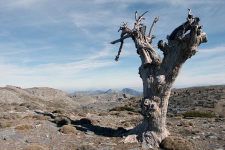 Oak tree on the slopes of Torrecilla