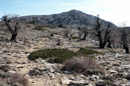 The path to Torrecilla meanders past gnarled Oak trees