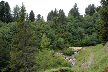 Path 533 in forest to Rifugio Malga Micheluzzi