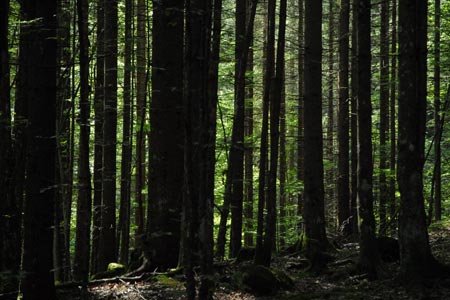 Eibsee - pristine forest on the south side of the lake