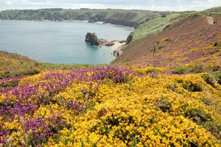 A blaze of colour on the cliff tops at Cap Fréhel