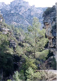 Upper valley - Rio Borosa