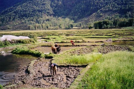 The paddy fields on the road to Phedi from Pokhara
