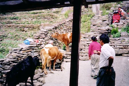 The trail is shared with the cattle