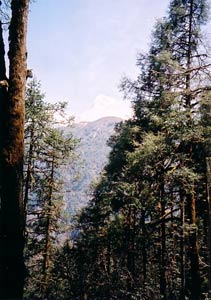 Dhaulagiri through the trees