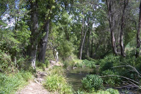 Woodland path between Benamahoma and El Bosque