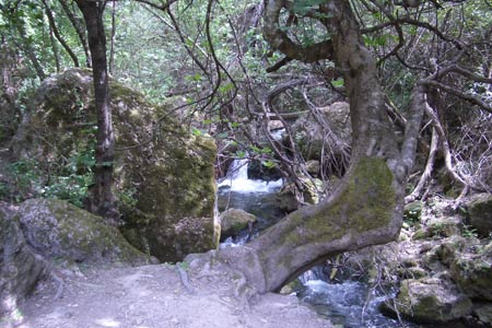 Between Benamahoma and El Bosque