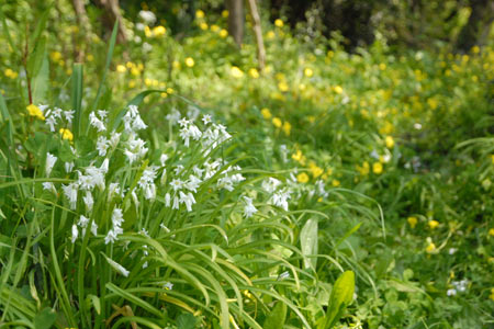 Wild flowers near Corniglia in Springtime