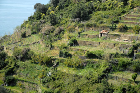 Hillside terraces near Corniglia
