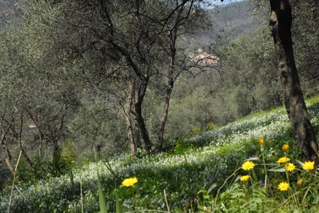 Wildflowers and olive groves below Montale