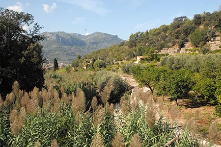 Olive and orange groves near Fornalutx