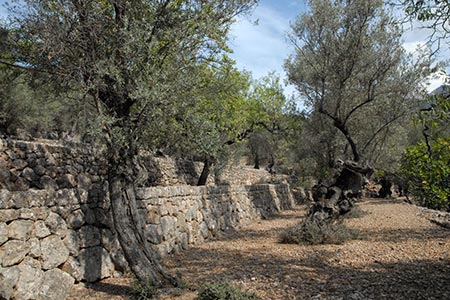 Terraced olive grove above Fornalutx