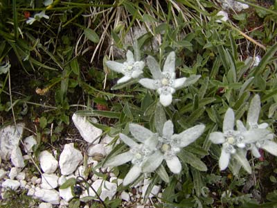 Edelweiss in the Rosengarten